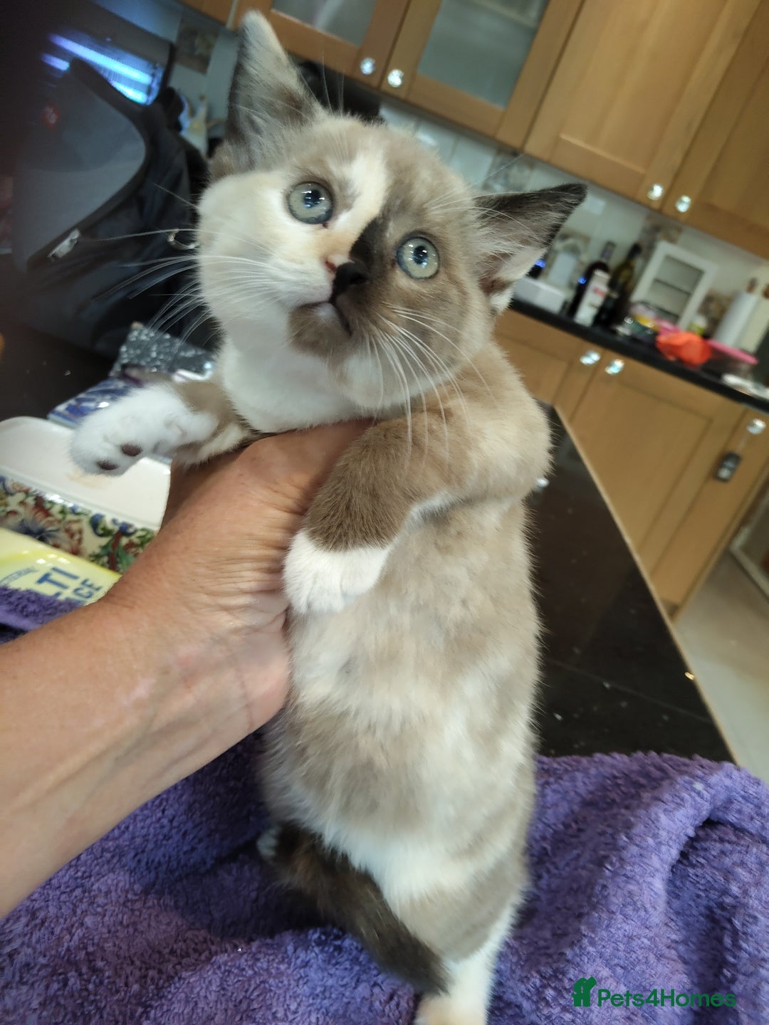 British Shorthair cats for sale: British short hair kittens  - Image 5