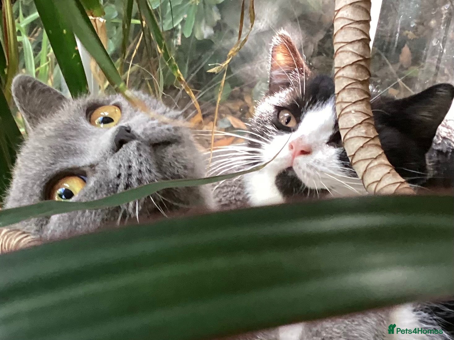 British Shorthair cats Fabulous GCCF kittens - Advert 2