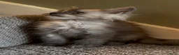 Maine Coon cats for sale: Maine coon kittens READY NOW in Dorking - Advert 18