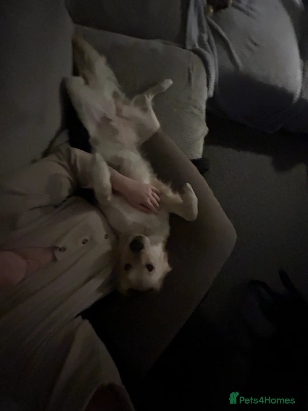 Golden Retriever dogs for sale: Golden Retriever - Millie - Advert 5