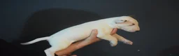 Bull Terrier dogs for sale: Quality Bull Terrier Puppies - Advert 6