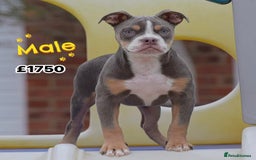 Olde English Bulldogge dogs for sale: COUNCIL APPROVED⭐️5⭐️RATED LICENSE 23 YEARS EXPERT - Image 10