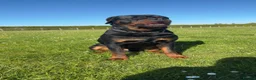 Rottweiler dogs for stud: Rottweiler for stud  - Advert 4