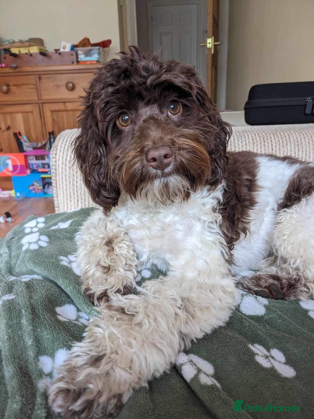 Cockapoo dogs for sale: Beautiful Chocolate and Merle F1 babies - Image 30