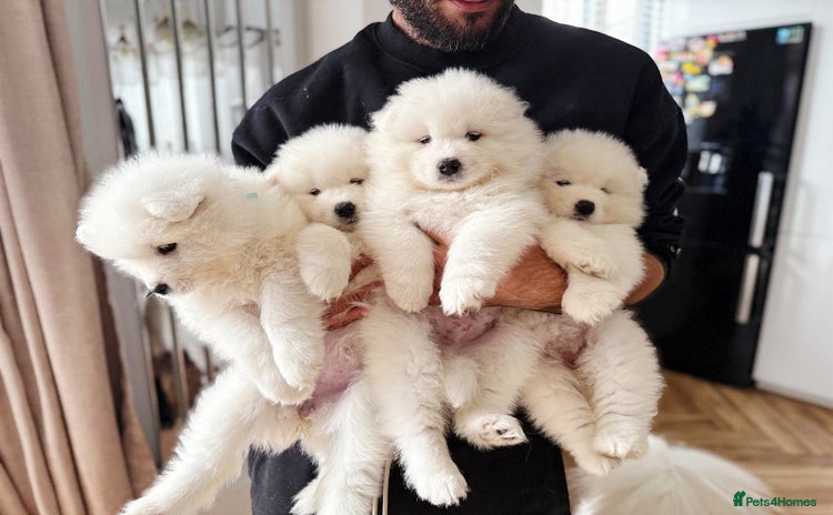 Samoyed dogs - Advert 1