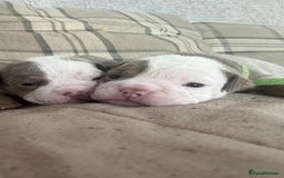 Olde English Bulldogge dogs for sale: Old English bulldog puppies - Image 10
