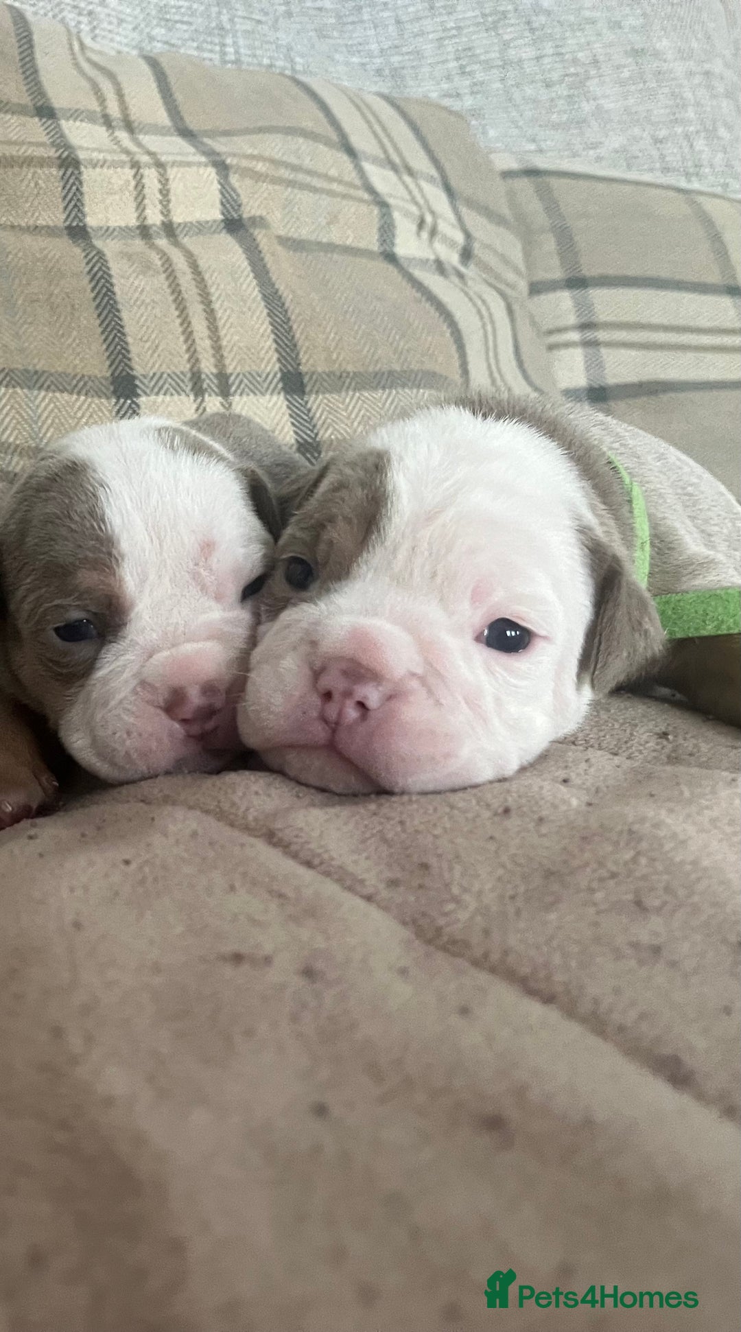 Olde English Bulldogge dogs for sale: Old English bulldog puppies - Image 10