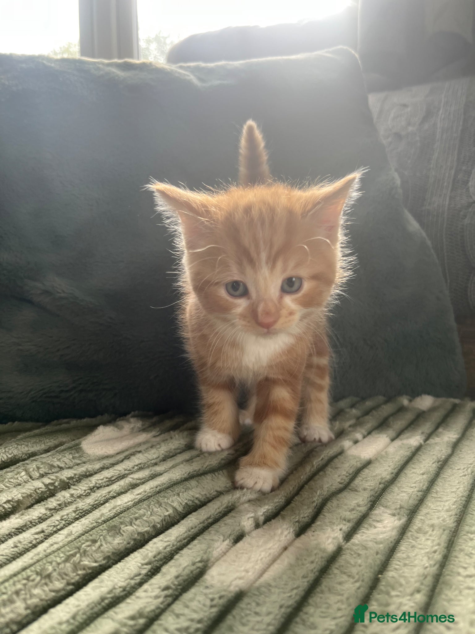 Mixed Breed cats Henry, the last stunning ginger kitten  - Advert 9