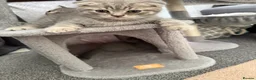 Scottish Fold cats for sale: 5 Kittens Scottish Fold - Advert 3