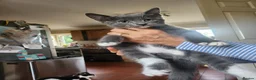 Mixed Breed cats for sale: 3 Beautiful Kittens for sale - Advert 4
