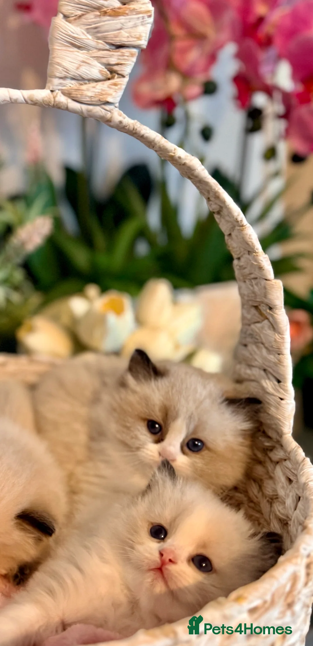 Ragdoll cats for sale: 🩷✨🏅GRAND CHAMP LINE TOP QUALITY RAGDOLLS - Advert 15