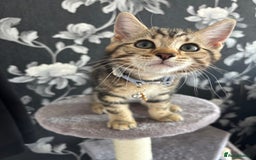 British Shorthair cats for sale: 10 Week Old British Shorthair X Kitten - Image 3