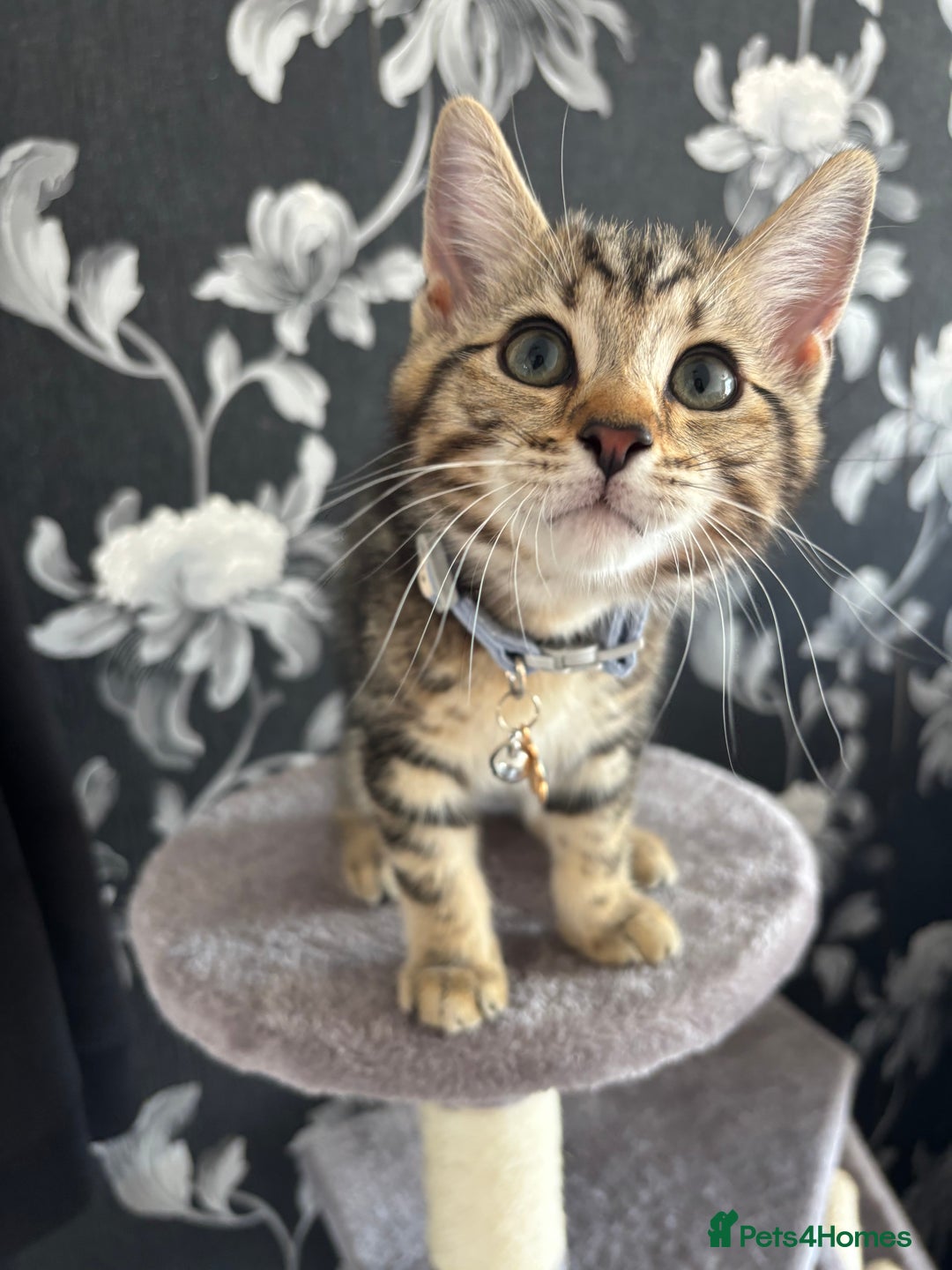 British Shorthair cats for sale: 10 Week Old British Shorthair X Kitten - Image 3