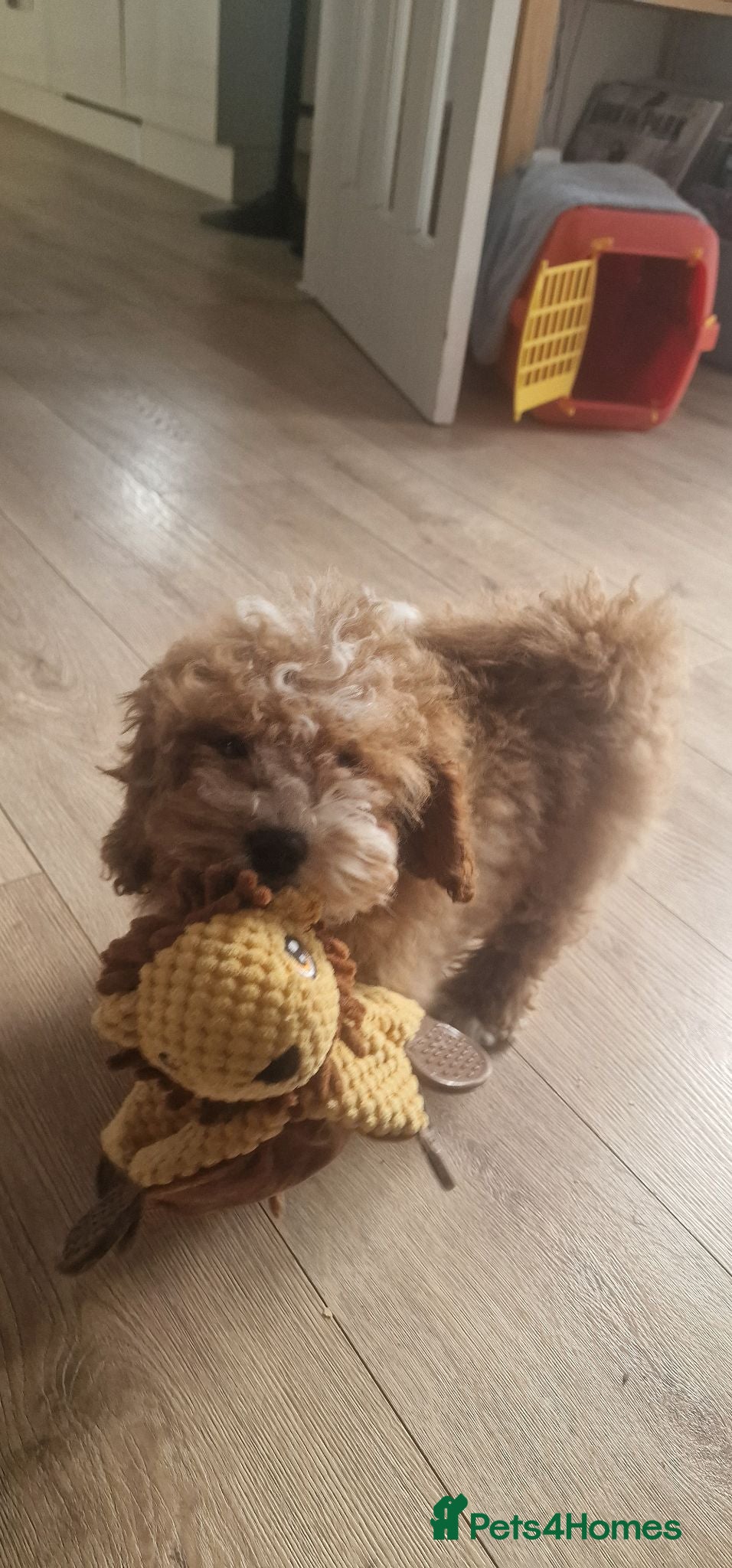 Shihpoo dogs Shih poo Teddy Bear Ollie - Advert 17