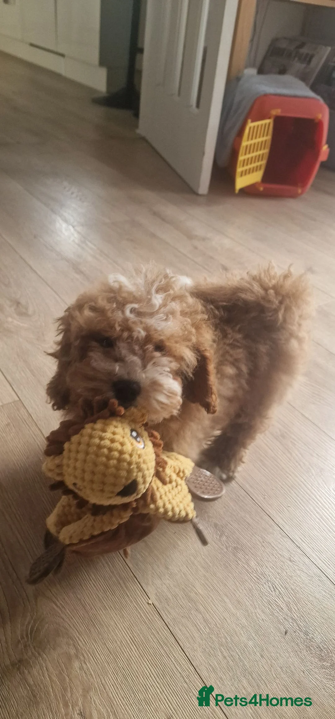 Shihpoo dogs for sale: Shih poo Teddy Bear Ollie - Advert 1