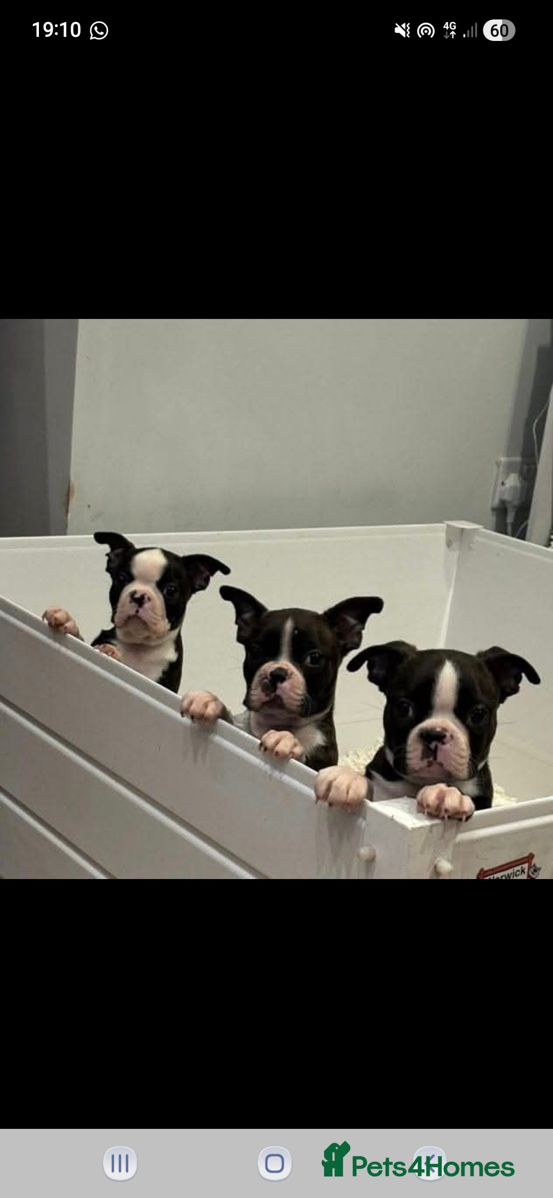 Boston Terrier dogs for stud: BOSTON TERRIER STUD in Lytham Saint Annes - Advert 15