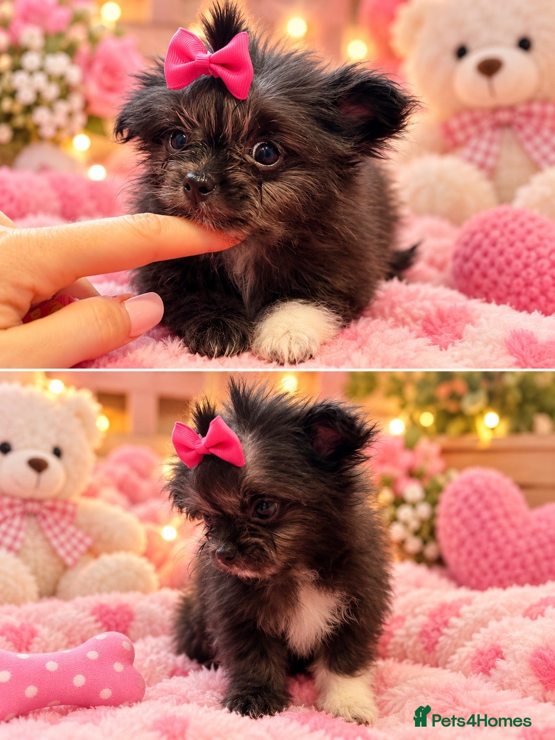 Mixed Breed dogs EXQUISITE LAST GIRL DWKC micro Malchi pups DWKC r - Advert 1