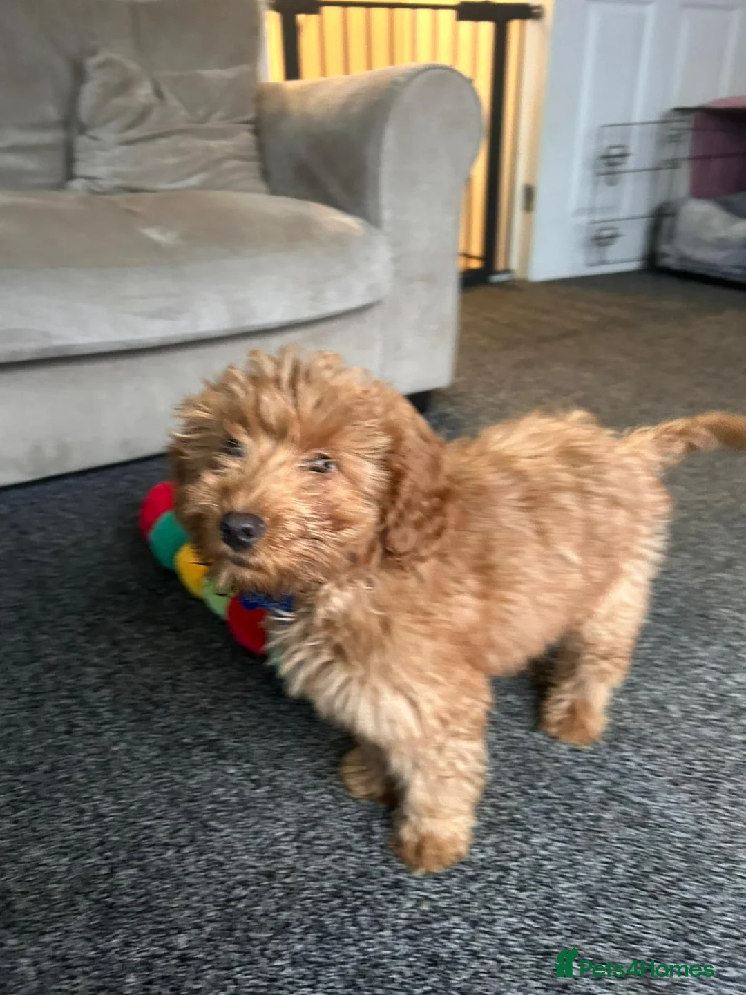 Cockapoo dogs for sale: 15 week cockapoo puppy  - Advert 4