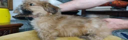 Lhasa Apso dogs for sale: 6 Lhasa Apso Puppies ready to leave now! - Advert 7