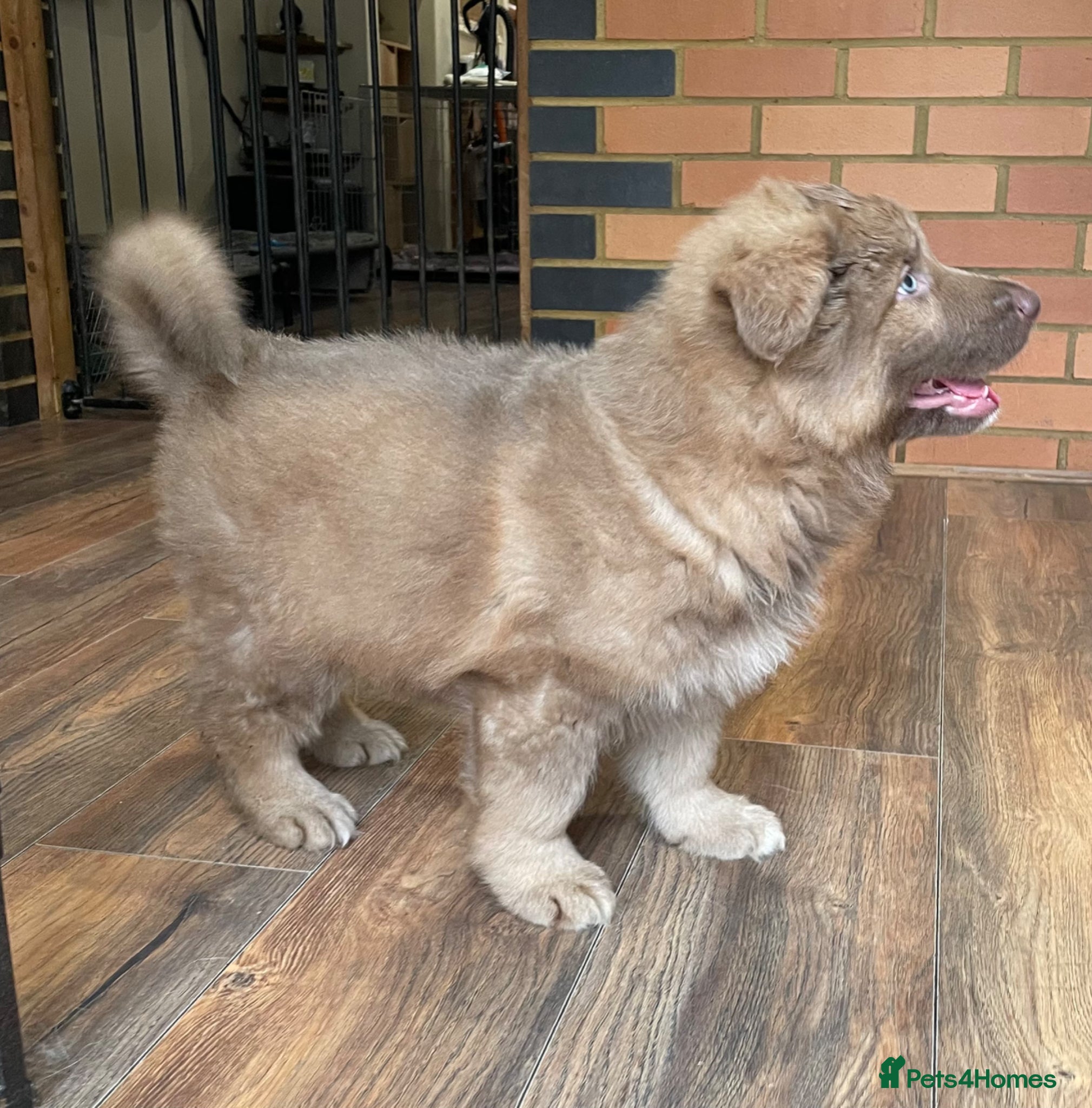 German Shepherd dogs Rare Isabella long coated German shepherd pup  - Advert 2