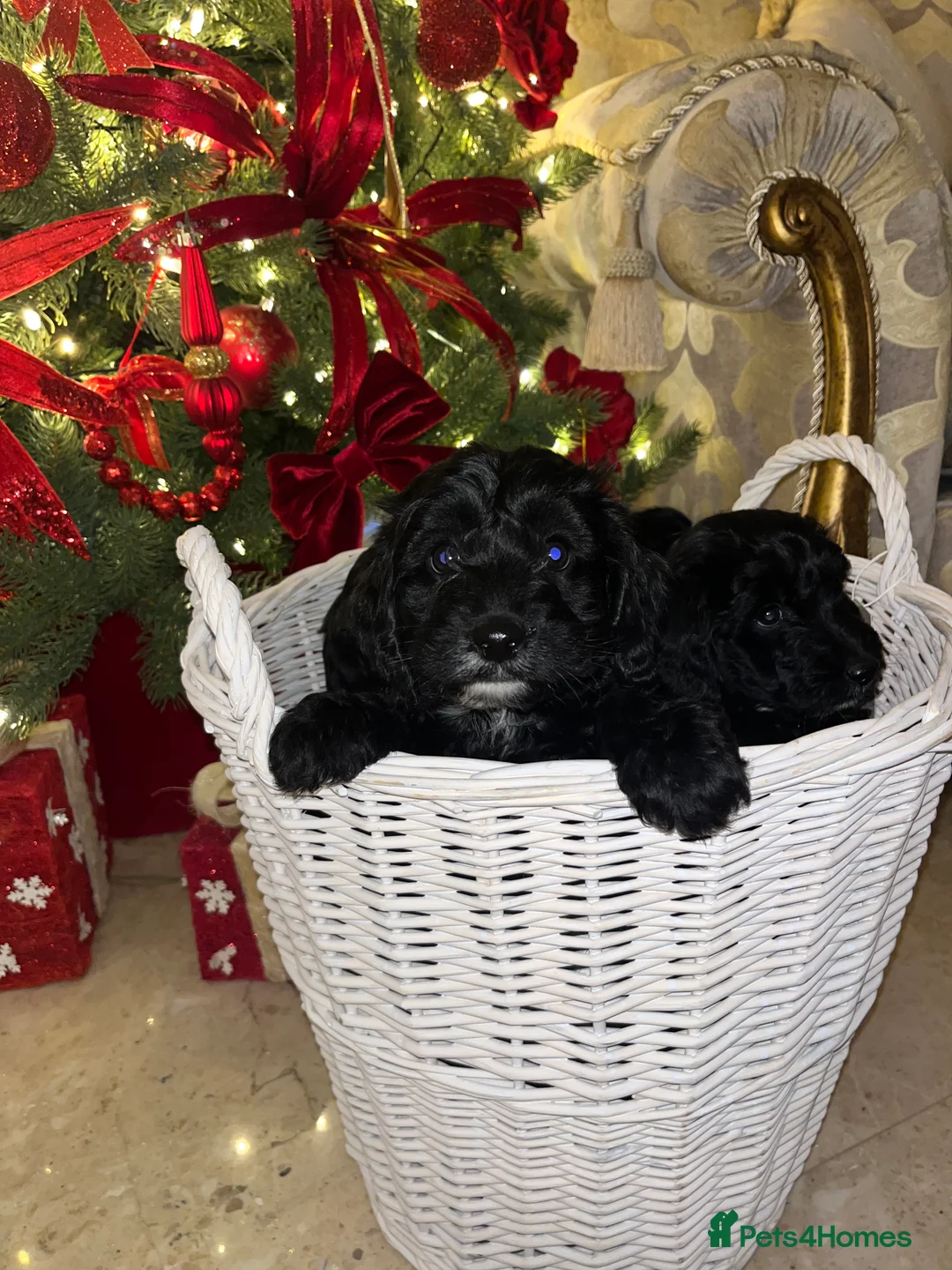 Cockapoo dogs for sale: F1 toy Cockerpoo  - Advert 18