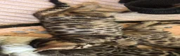 Bengal cats for sale: Little Bengal babies  - Advert 26