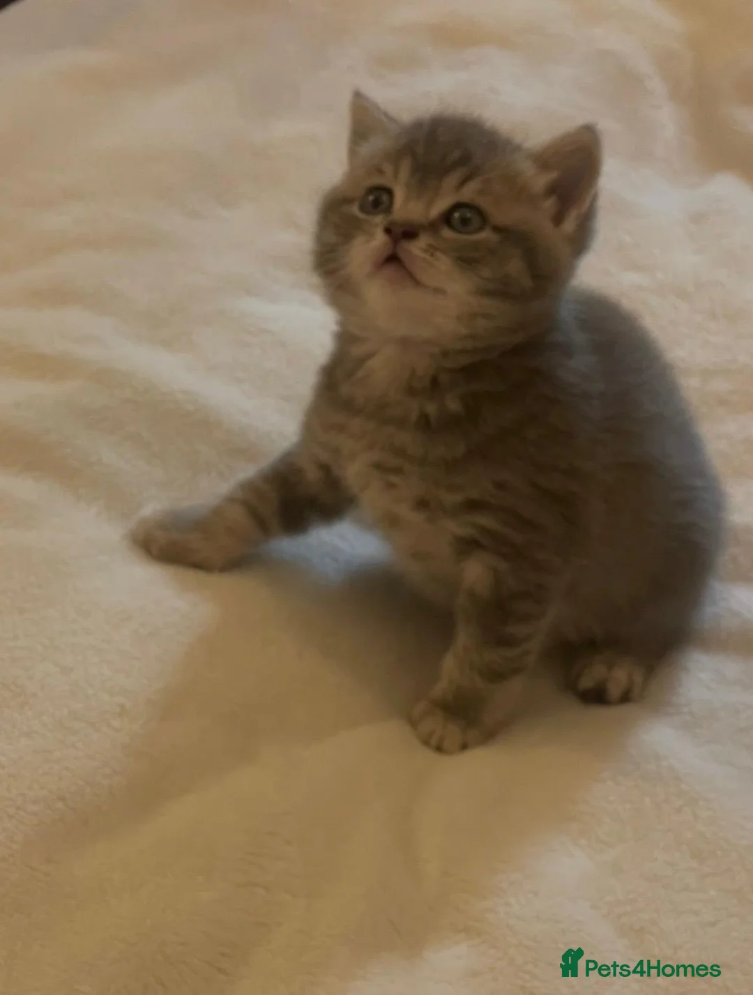 British Shorthair cats for sale: GCCF British Shorthair Kittens 6 Gen Pedigree 🩵🩵 - Advert 12