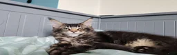 Maine Coon cats for sale: Leo Alexander TitaniumCat - Maine coon kitten 😍  - Advert 2