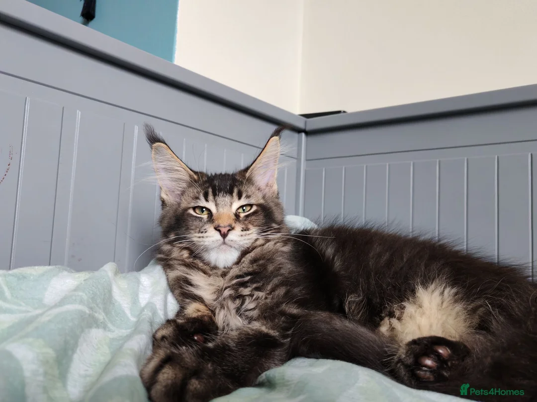Maine Coon cats for sale: Leo Alexander TitaniumCat - Maine coon kitten 😍  - Advert 2