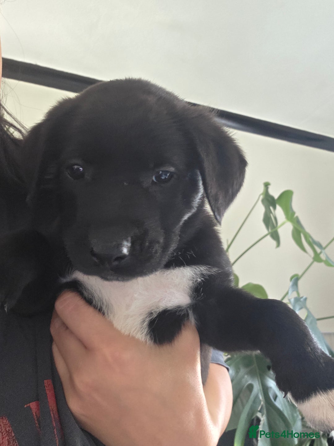 Mixed Breed dogs for sale: Adorable puppies for sale!  - Image 32