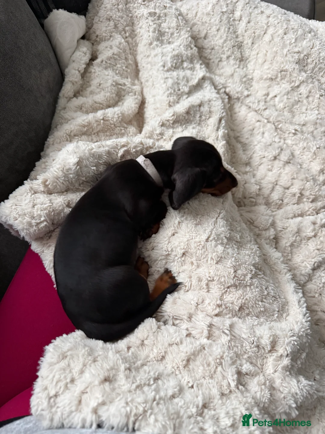 Miniature Dachshund dogs for sale: Black and Tan Miniature Dachshund Puppies  - Advert 24
