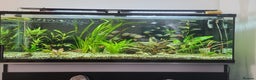 Other/Mixed Breed fish for sale: 182 litre aqua one full set up  - Advert 3