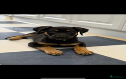 Mixed Breed dogs for sale: Shepweiler X Dogue de Bordeaux Pup for sale  - Image 2