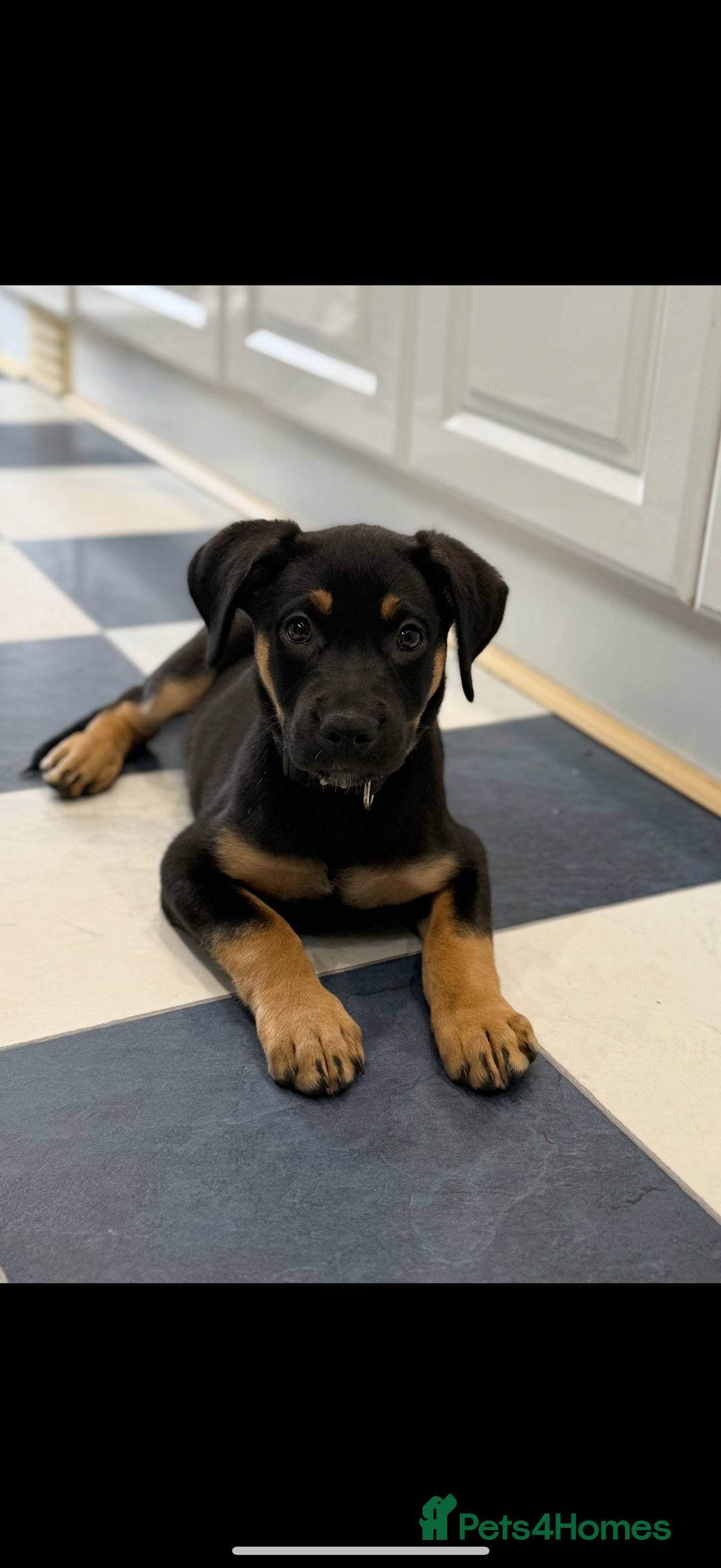 Mixed Breed dogs for sale: Shepweiler X Dogue de Bordeaux Pup for sale  - Image 2