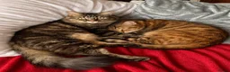 Bengal cats for sale: 2 Male Bengal cross DSH  - Advert 4