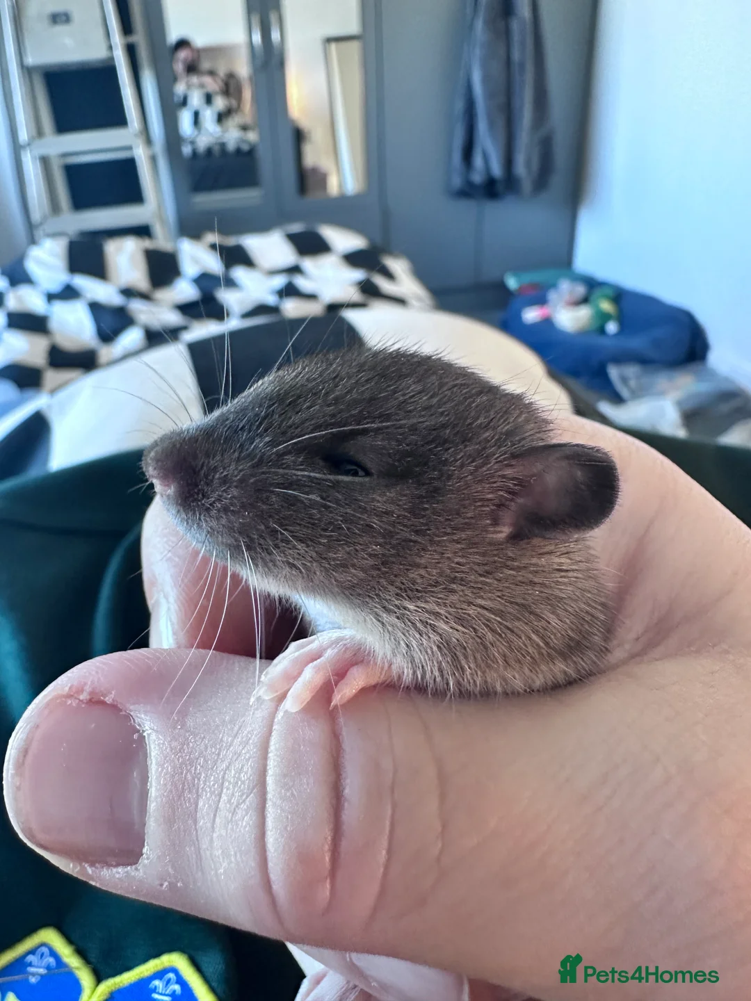 Rat rodents for sale: Very friendly Baby Rats for sale  - Advert 5