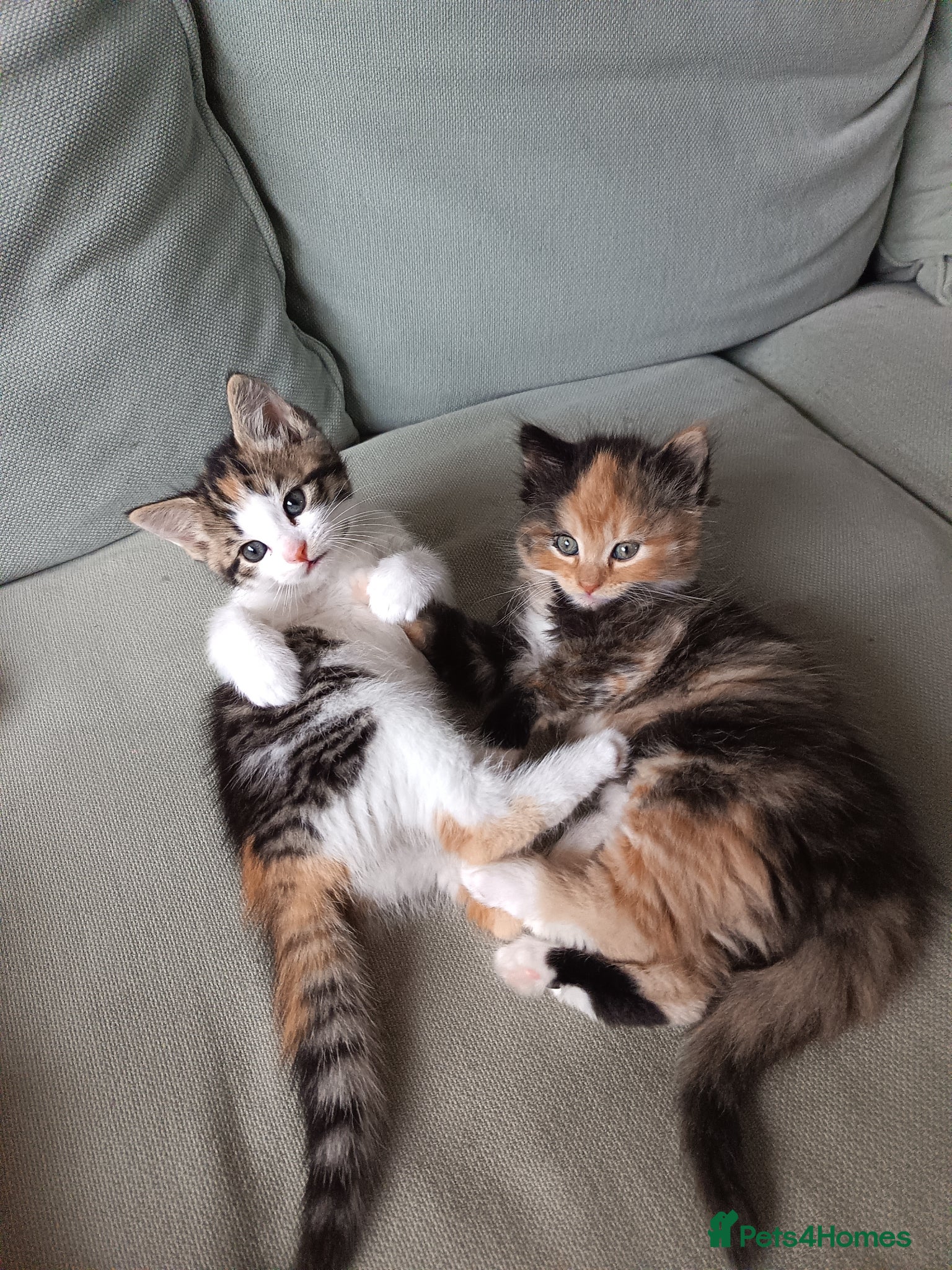 Mixed Breed cats 2 gorgeous calico kittens - Advert 2