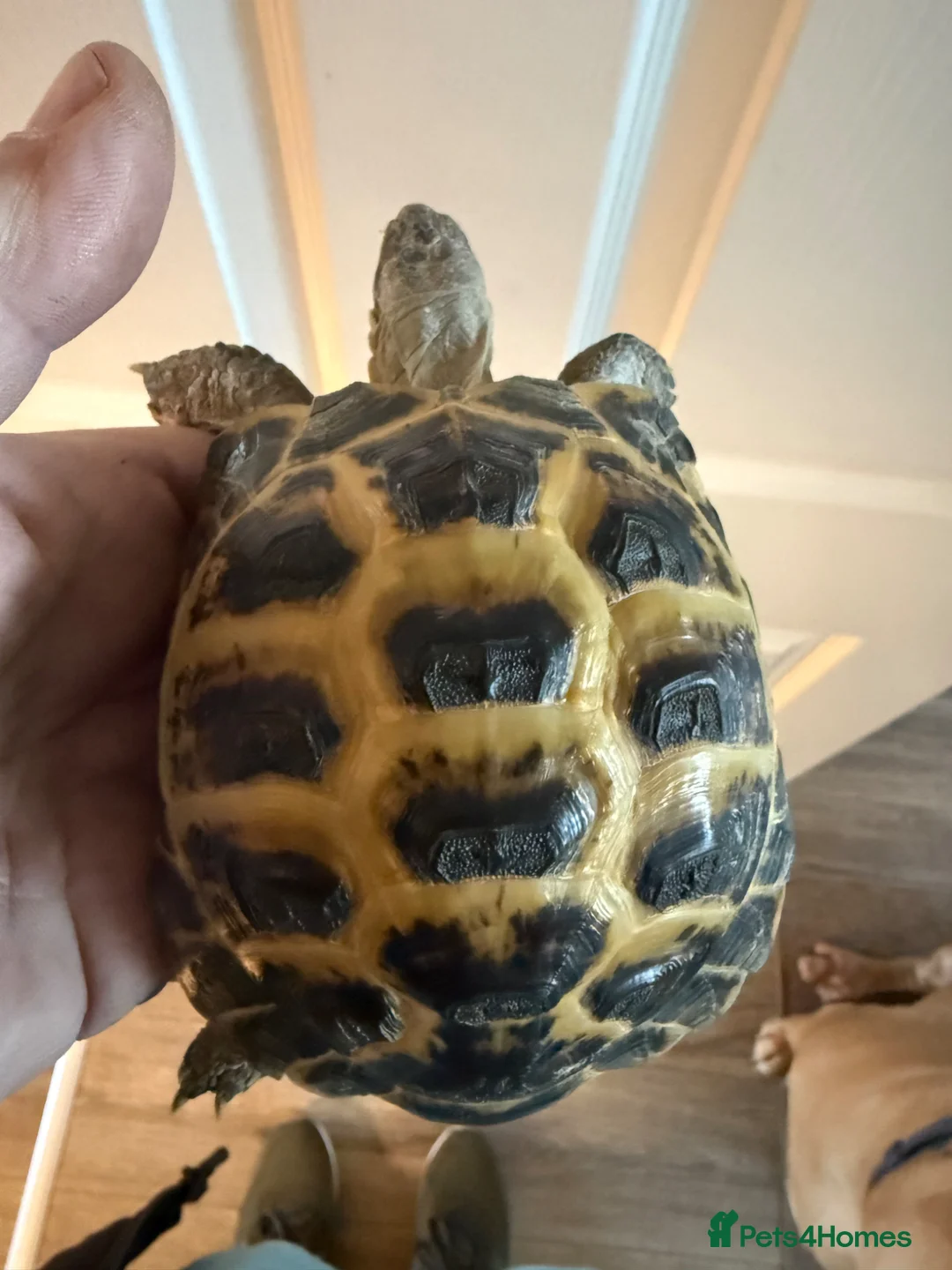 Tortoise reptiles for sale: 6 year old adult male Horsfield Tortoise - Advert 2