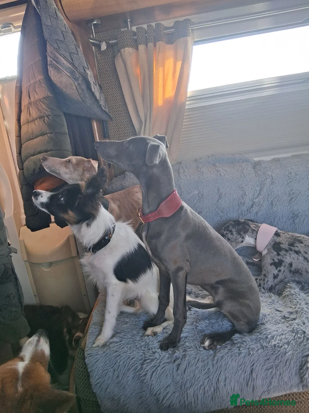 Italian Greyhound dogs for sale: 3/4 Italian greyhound 1/4 whippet - Advert 2