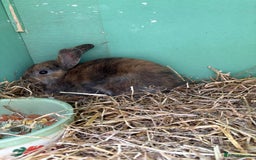 Rex rabbits for sale: Rex cross Mini Lop  - Image 16