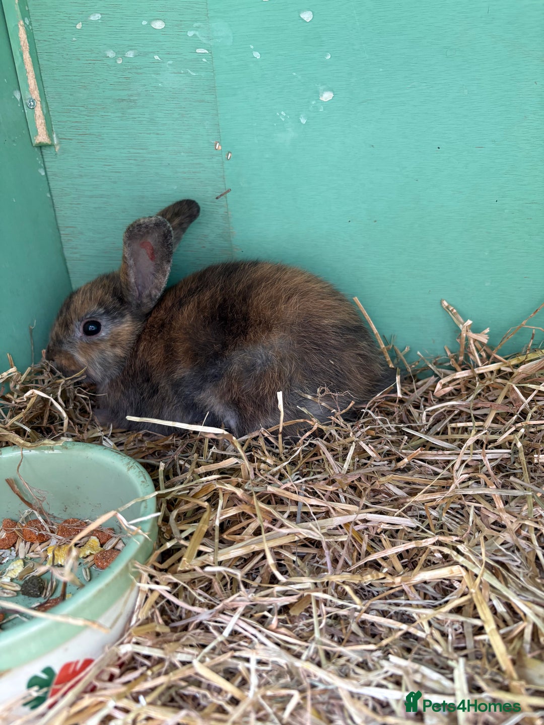 Rex rabbits for sale: Rex cross Mini Lop  - Image 16