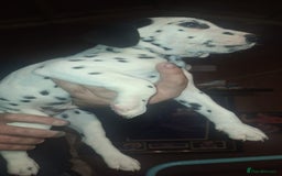Dalmatian dogs for sale: Dalmatian pups - Image 3