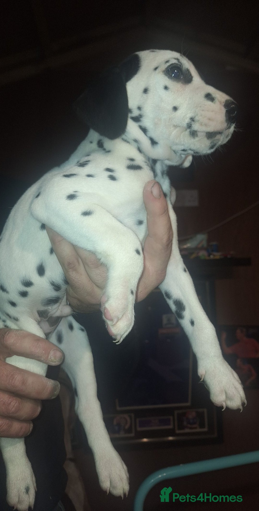 Dalmatian dogs for sale: Dalmatian pups - Image 3