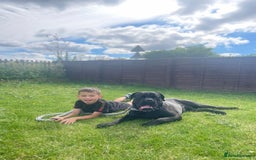 Cane Corso dogs for stud: Cane corso Rico Thor ready to stud in Bedford - Image 12