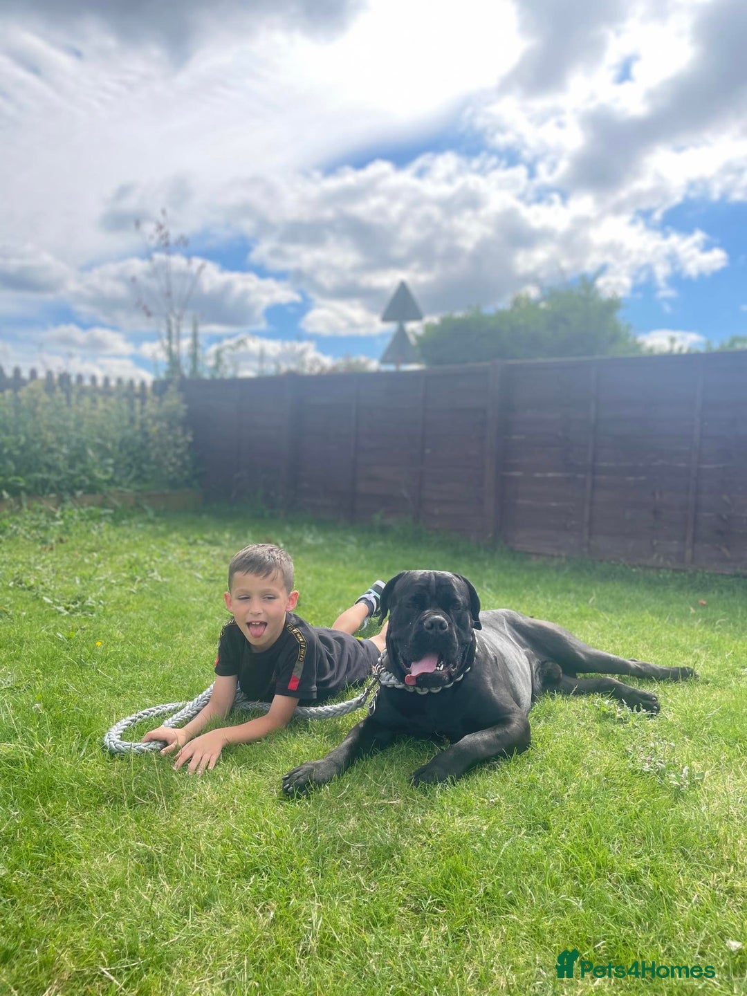 Cane Corso dogs for stud: Cane corso Rico Thor ready to stud in Bedford - Image 12