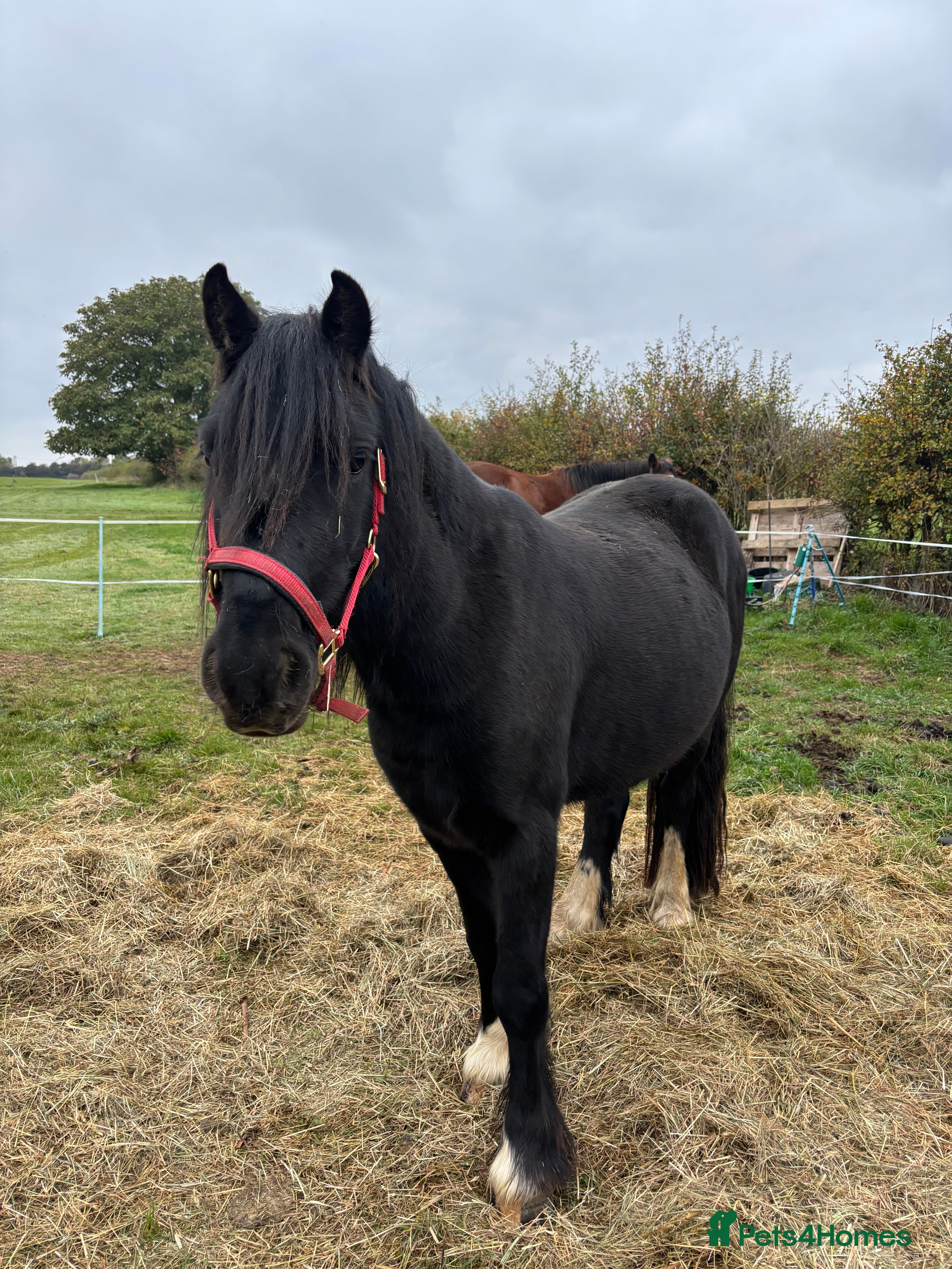 Welsh Section C horses Welsh Section C x Black Fell Gelding - Advert 12