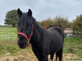 Welsh Section C horses Welsh Section C x Black Fell Gelding - Advert 12