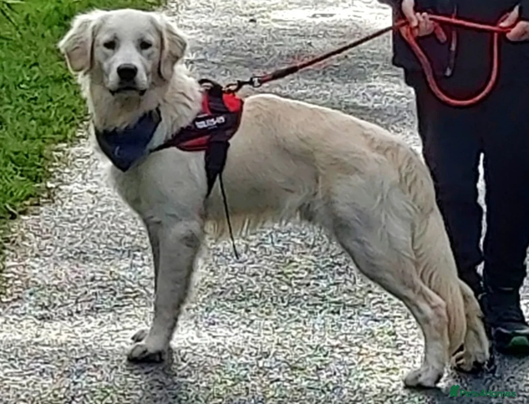 Golden Retriever dogs for stud:   ICT CLEAR Proven Golden Retriever for stud in Manchester - Advert 29