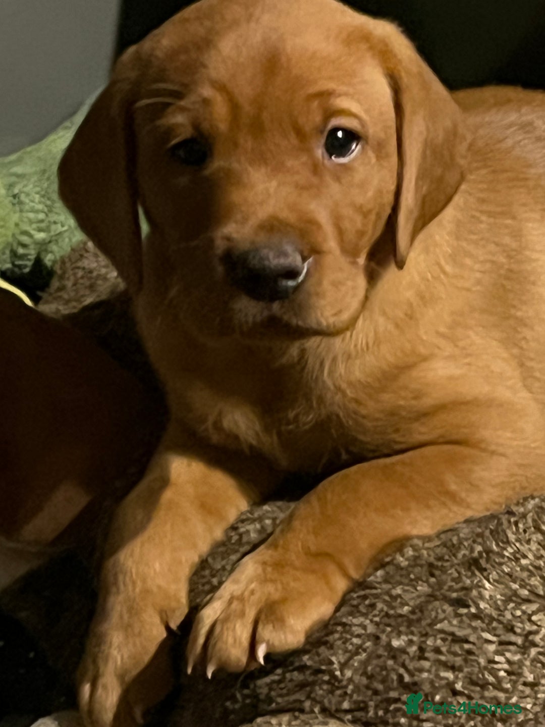 Labrador Retriever dogs for sale: KC reg health tested lab pups  - Image 6