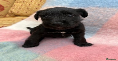 Miniature Schnauzer dogs KC BLACK MINIATURE SCHNAUZER GIRL PUPPY  - Advert 15